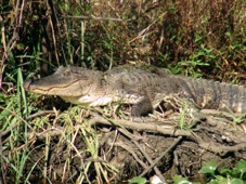 New Orleans Swamp tour